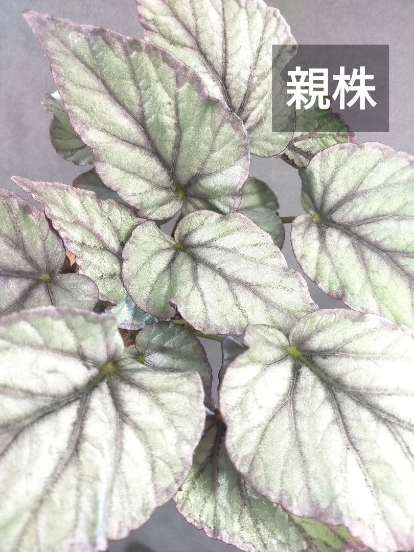 Rex Begonia Silver Leaf Cutting Plant Rhizomatous Begonia A